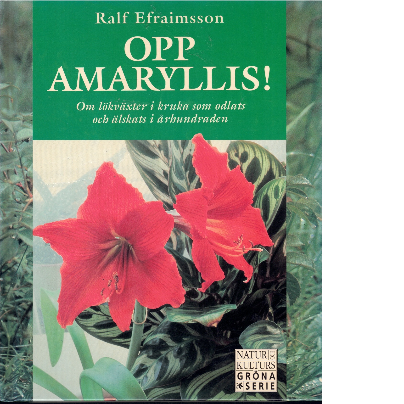 Opp amaryllis! : om lökväxter i kruka som odlats och älskats i århundraden - Efraimsson, Ralf